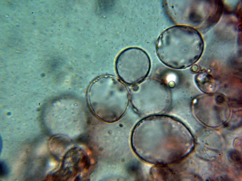 Amanita franchetii 10 - Arista 1